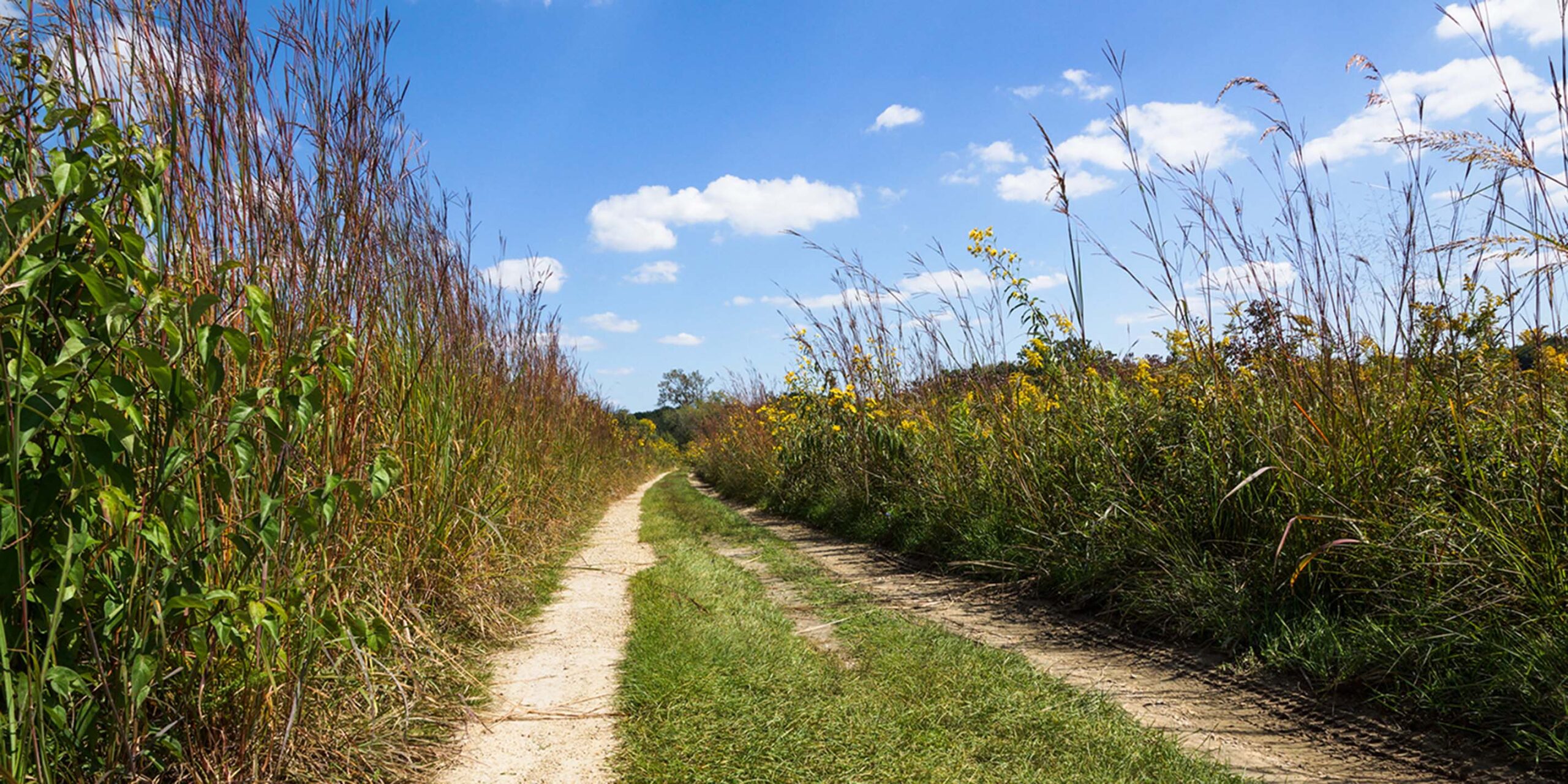 A trail in a marsh