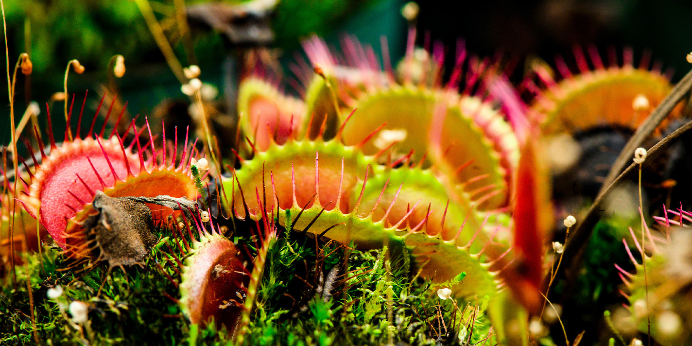 Venus Flytraps